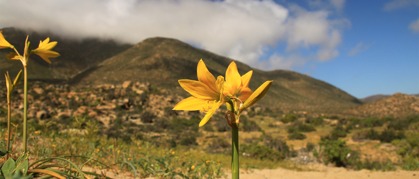 Desierto-Florido-2